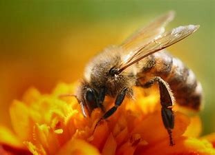 Fête de l'Abeille