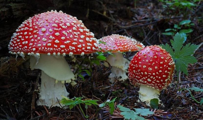 Découverte biodiversité