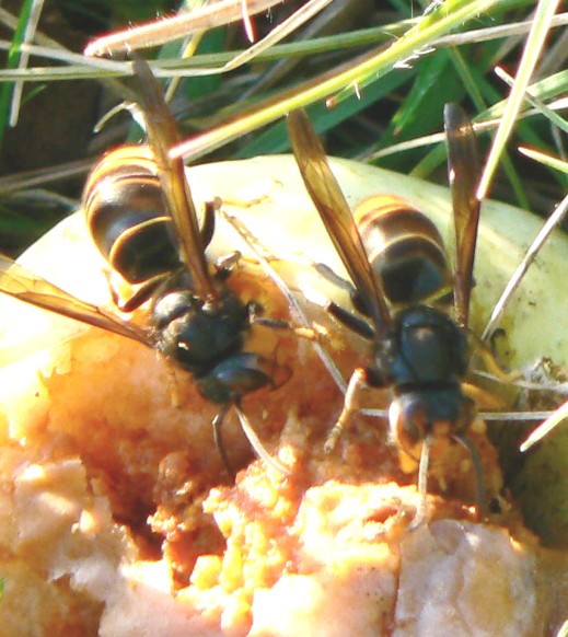 Frelons asiatiques sur appât — comportement de prédation © GDSA Ardèche