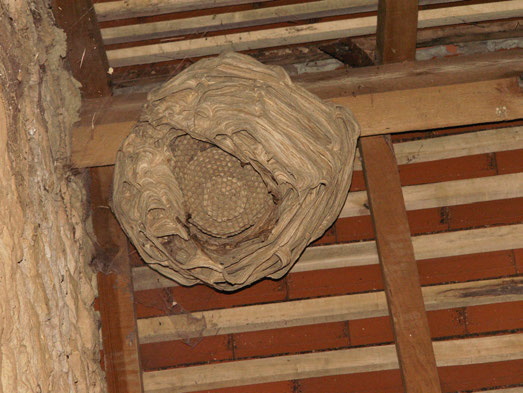 Nid de frelon asiatique dans un bâtiment (10% des cas) © GDSA Ardèche