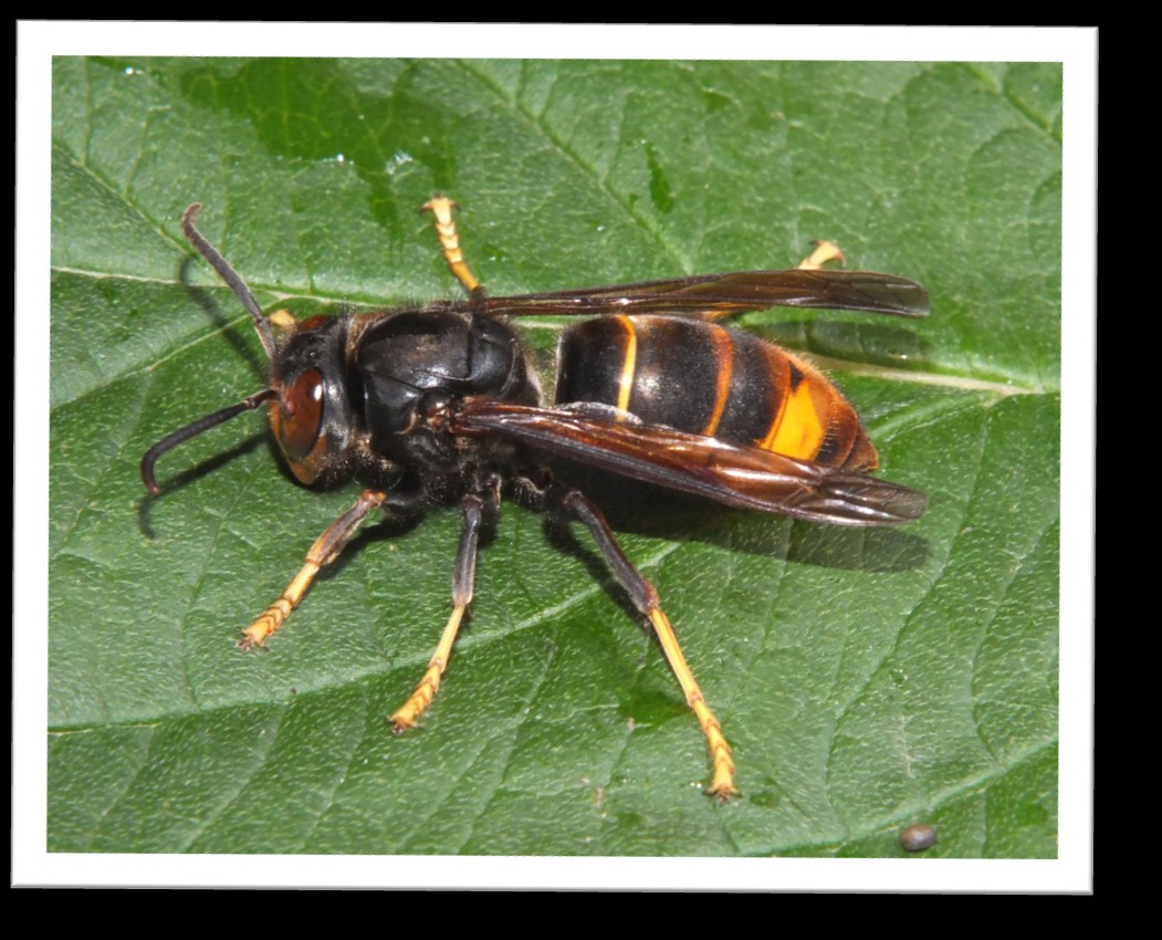 Vespa velutina — thorax noir, bande orange abdomen, pattes jaunes © GDSA Ardèche
